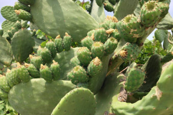Close-up cactussen